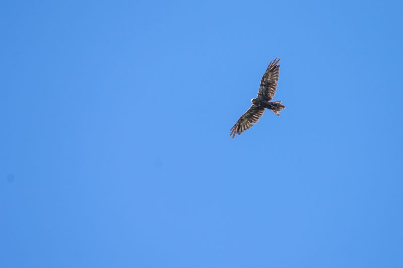 Busard des roseaux en vol